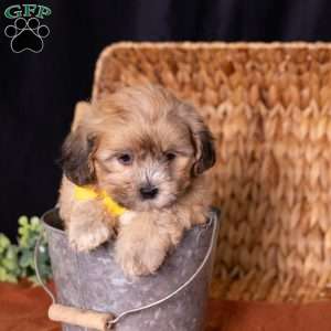 Scott, Teddy Bear Puppy